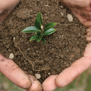 TALLER DE INGENIERÍA FORESTAL