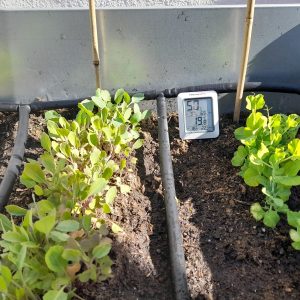 Un nuevo huerto (y un curso de formación para aprovecharlo bien)