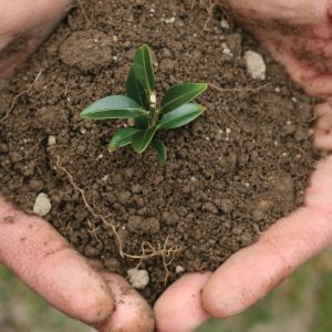 TALLER DE INGENIERÍA FORESTAL